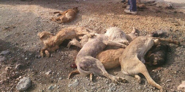 İşte Bursa’daki katliamın perde arkası