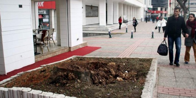 Bursa'da asırlık çınar ağacı neden kesildi