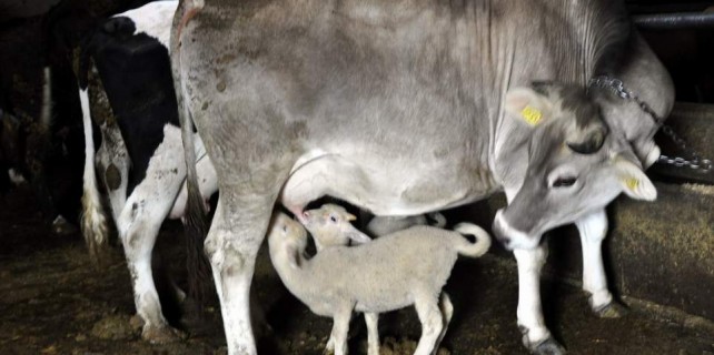 Bursa'da görenleri şaşırtan dostluk