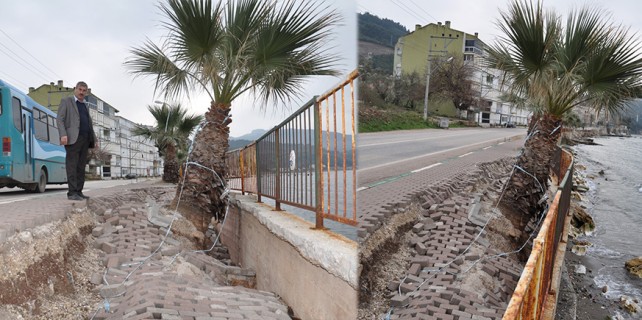 Dalgalar palmiye ağacını bu hale getirdi