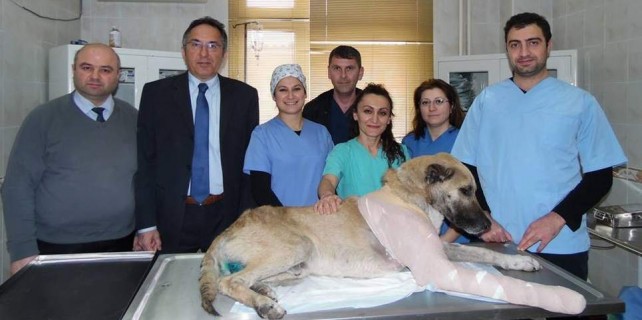 Otomobil ezdi, hastanede hayata döndü