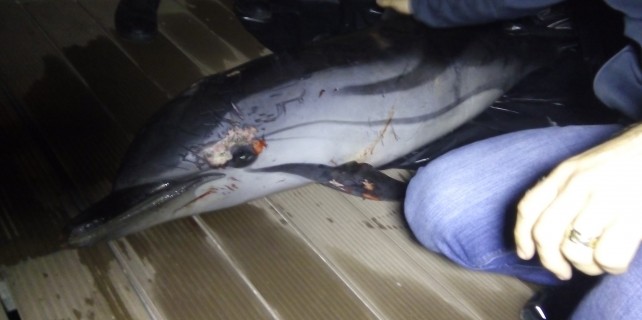 Ölü yunus karaya vurdu