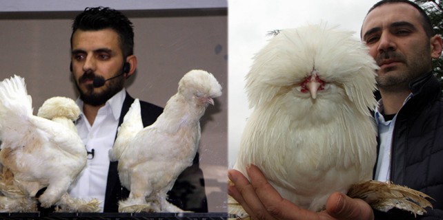 İngiltere'nin gözdesi Osmanlı Sultan Tavuğu
