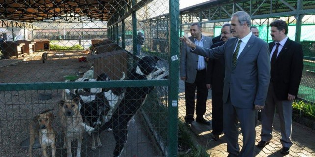 Bademli hayvan barınağı satıldı mı