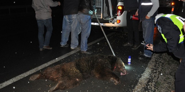Bursa'da şehre ayı indi...Bakın sonra neler oldu?
