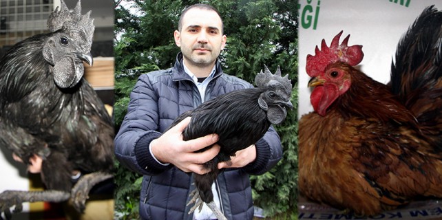 Bu tavuklar araba fiyatına satılıyor