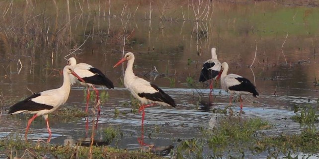 Bursa'nın bahar misafirleri geldi