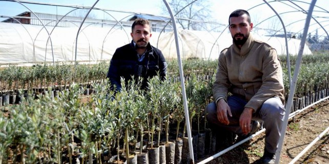 Bursa'dan 160 milyon zeytin fidanı