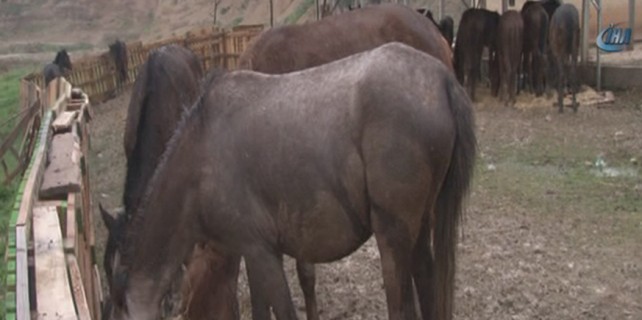 Bir at skandalı daha!