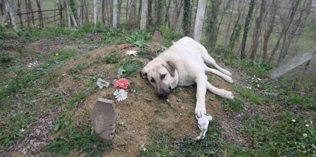 Zozo'dan vefa örneği (video)