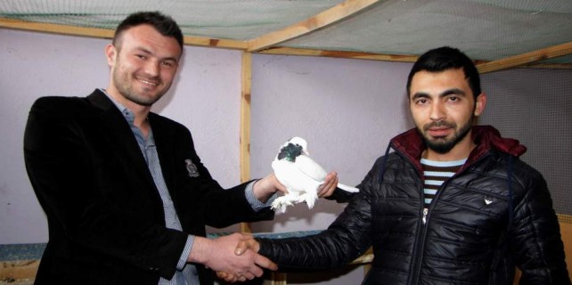 Bu güvercinin fiyatı şok etti...