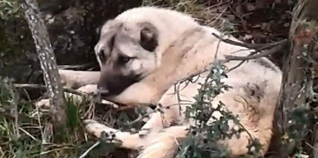 Bursa sınırında yeni köpek katliamı