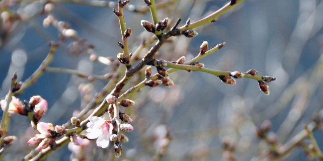 Bursalı çiftçinin büyük korkusu..Bu gece don olursa meyveyi zor yeriz...