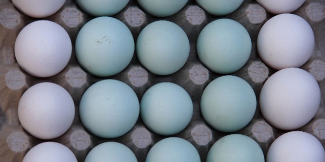 Bursa'da tavuktan mavi yumurta çıktı!