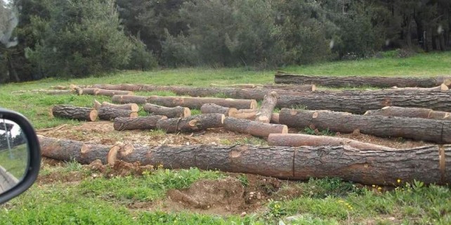 Kent Ormanı'nda ağaçların neden kesildiği ortaya çıktı
