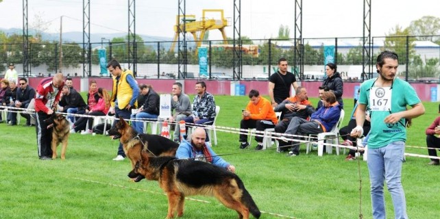 Alman cinsi köpekler Nilüfer'de yarıştı