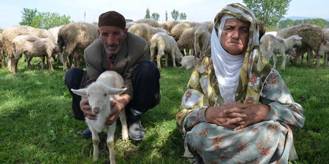 Vicdansız hırsızlar 65 koyunu çaldı, yaşlı çift gözyaşlarına boğuldu