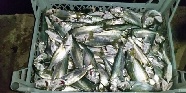 Burgazlı balıkçıların "sarı kanat" bereketi