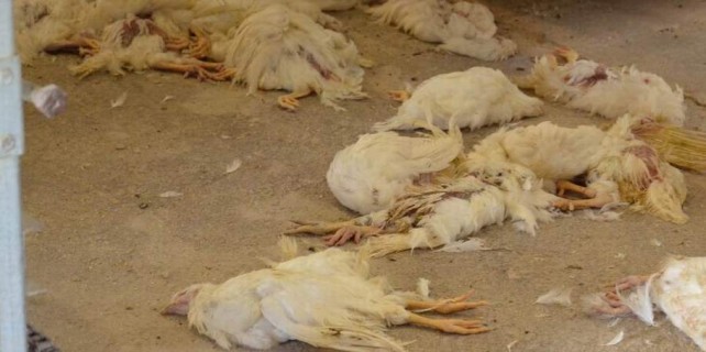 Bursa'da 116 bin tavuk itlaf edildi