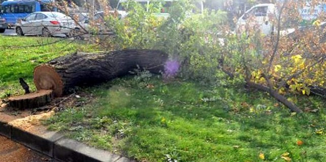 Nilüfer'de park adına ağaç katliamı
