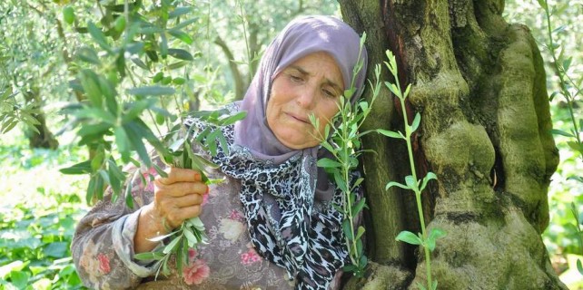 İznik'te zeytin ağaçları talan ediliyor...