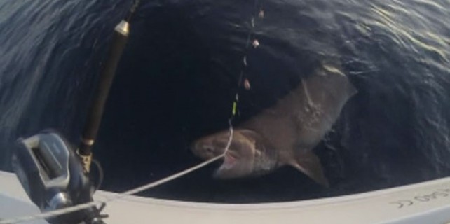 Bursa'da oltaya köpek balığı takıldı