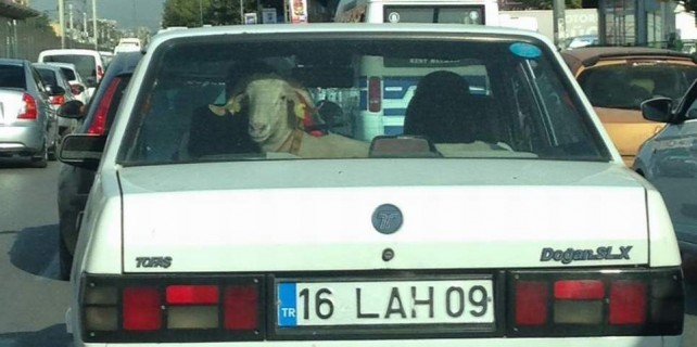 Bursa'da koyun-koyuna yolculuk