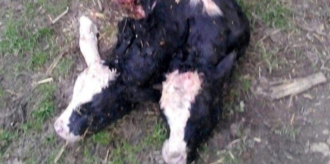 Çift başlı buzağı görenleri şaşkına çevirdi...