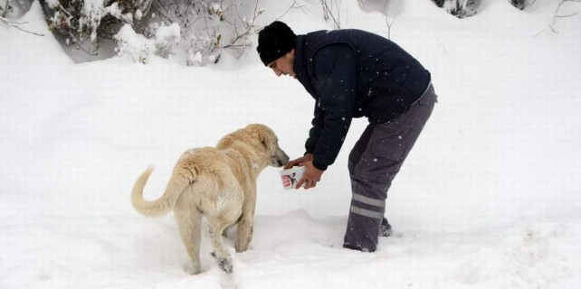 Bursa'da sokak hayvanları karda aç kalmadı...