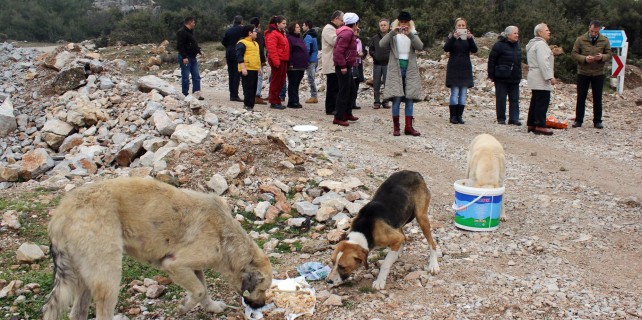 Bursa'da uyuz köpek paniği