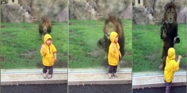 2 yaşındaki çocuk az daha aslanın yemi olacaktı!