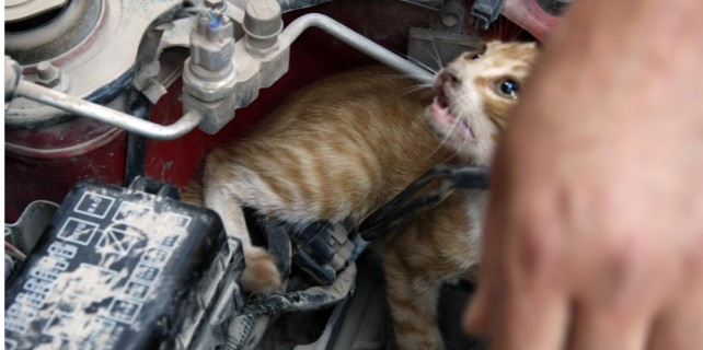 Otomobilin motoruna sıkışan kediyi itfaiye ekipleri kurtardı