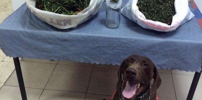 Narkotik köpeği 'Varis' 7 kilo esrar buldu