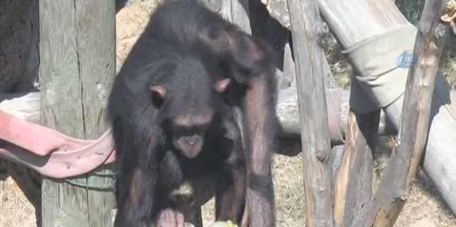 Sıcaktan bunalan şempanzeler böyle serinliyor
