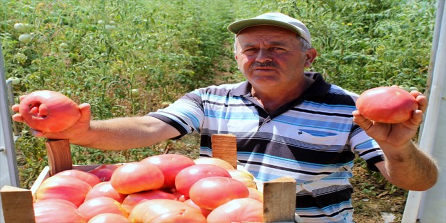 Osmanlı’nın ilk payitahtında Osmanlı domatesi yetiştiriyorlar