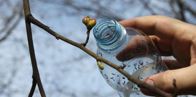 Bursa'da katil arılarla mücadele seferberliği...