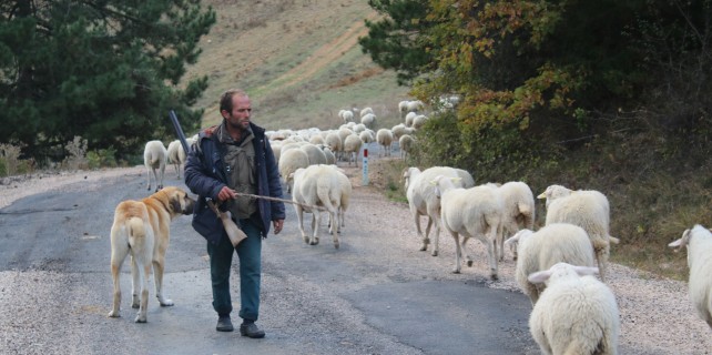 Uludağ'da koyunların zirve kampı sona erdi