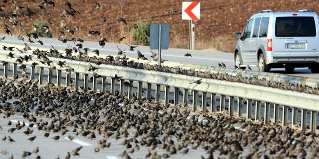 Bursa'da kuşlar karayolunu trafiğe kapattı