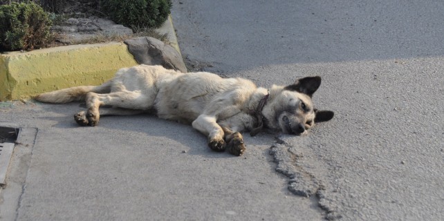 Köpeğe çarpmamak için..?