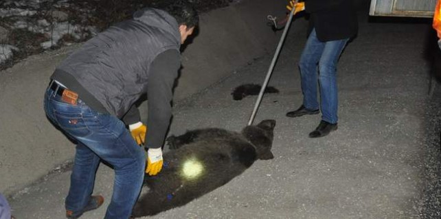 Bursa'da yavru ayı sürüsüne kamyon çarptı
