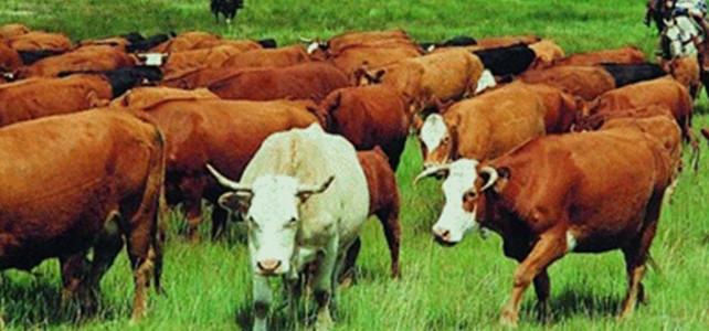 Sığırlar geliyor..!