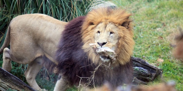 Bursa'da aslanlardan nefes kesen hareketler