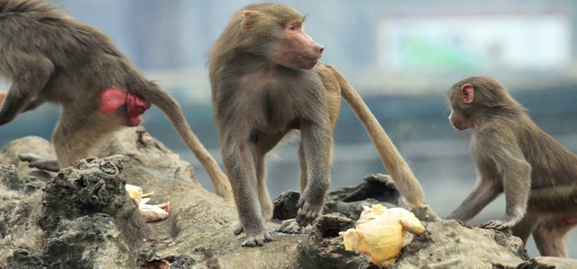 Bursa'da hayvanların kahvaltı keyfi