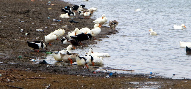 Bursa'da kuş gribi alarmı