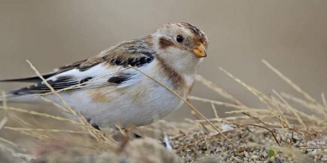 8 yıl sonra görüldü