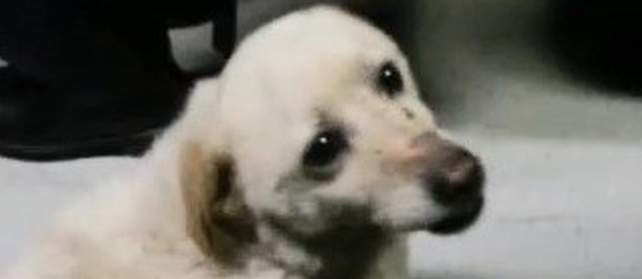 Otobüsteki küçük misafir...