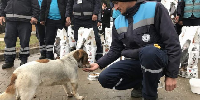 Bursa'da sokak hayvanlarına yardım eli