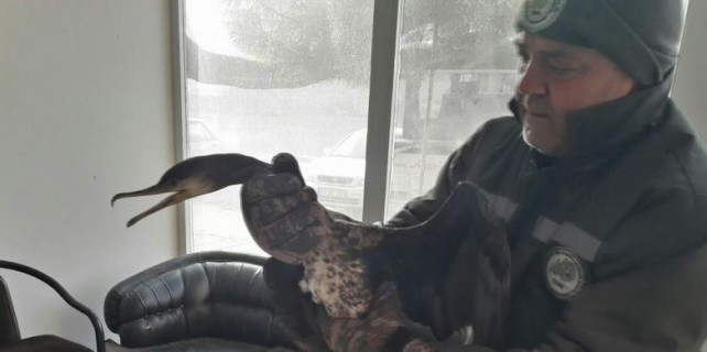 Avcılar vurdu, itfaiye kurtardı