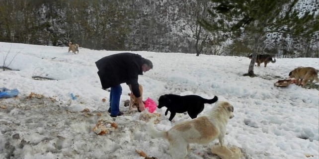 Bursa'da doğadaki hayvanlar unutulmadı