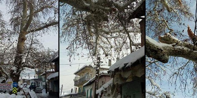 750 yıllık çınar yıkıldı